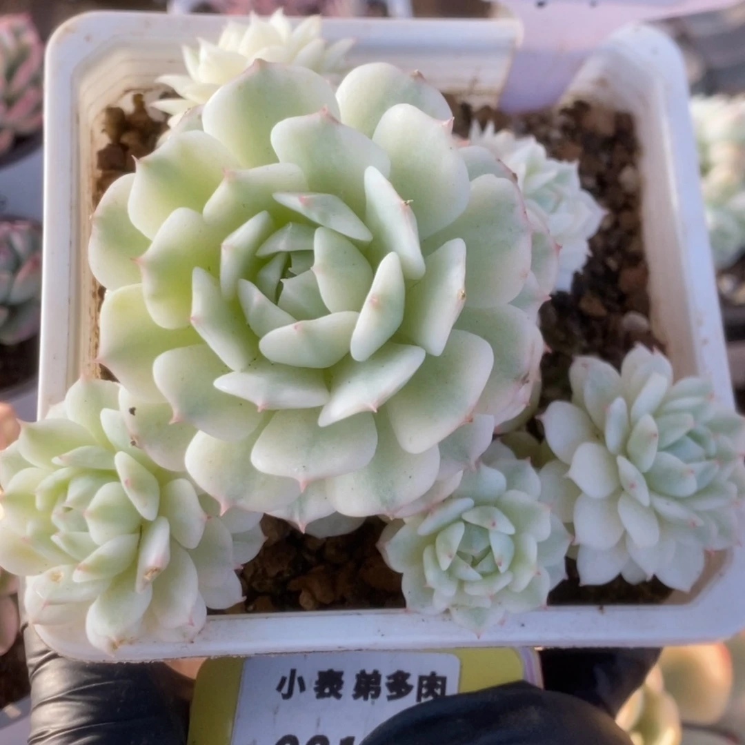 466静夜锦锦锦锦锦