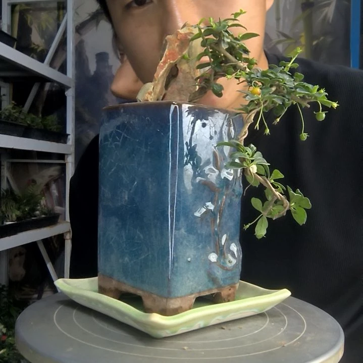 小*蛋中青园艺一物一拍262