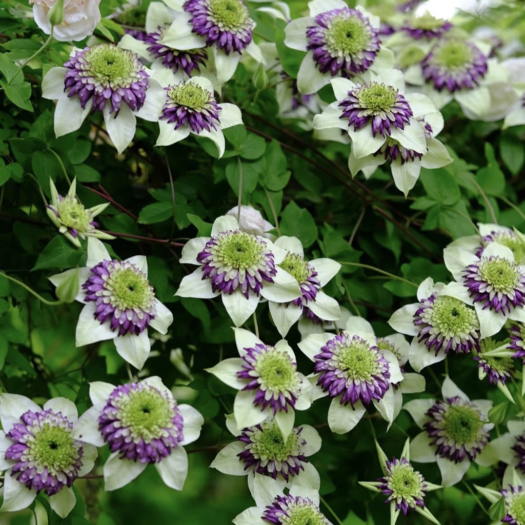 花自开铁线莲/耐寒爬藤植物/多年生/一加仑大苗
