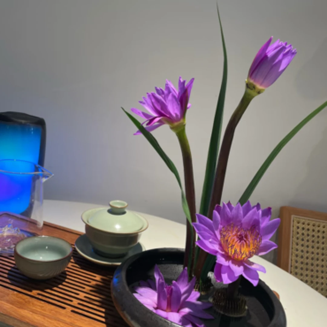 云南鲜花直发【睡莲】两色可选10枝 纯洁妖艳出淤泥而不染 神秘高冷