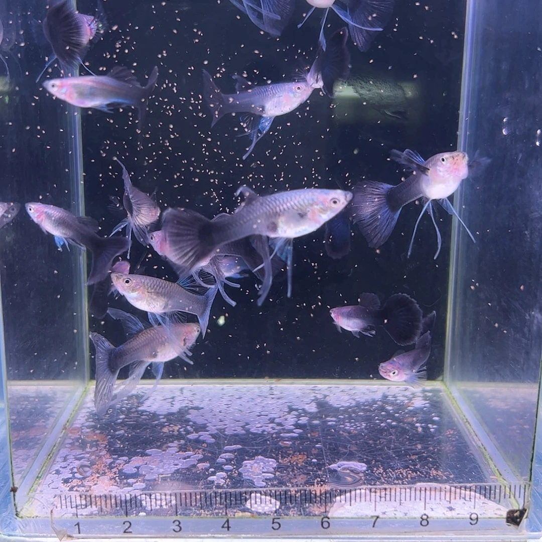孔雀鱼蓝礼服c9对加1畸形母