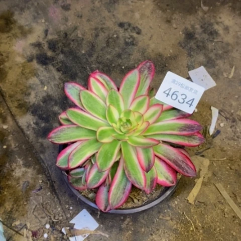 倾城多肉植物4634