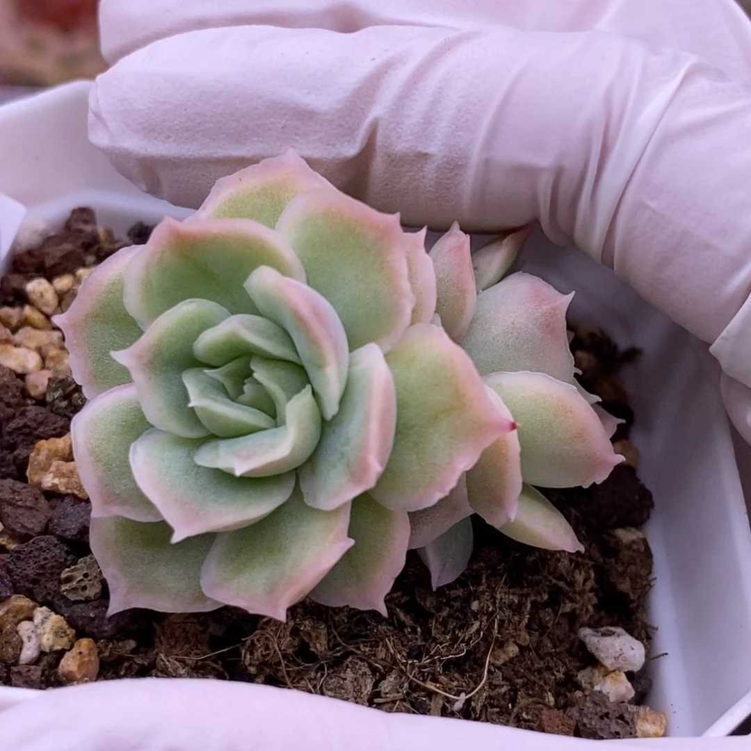 【闪购商品】14-19