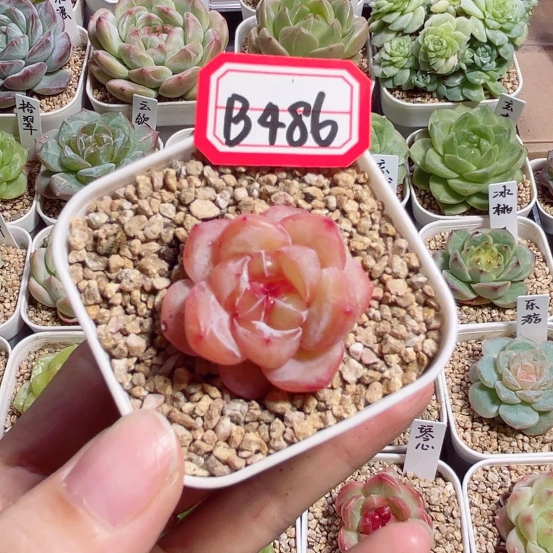 B486萝莉一物一拍
