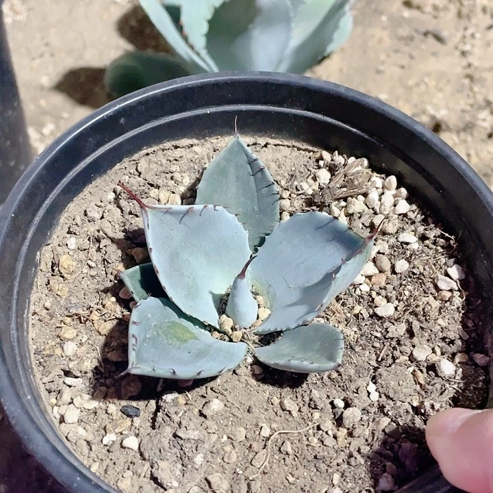 福克斯小颗龙舌兰包邮