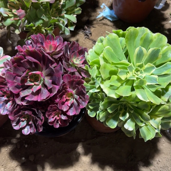 绿豆沙周正美杜莎周正18.8