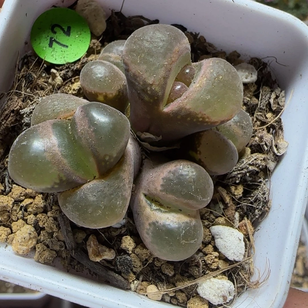 五头漂亮多肉植物72