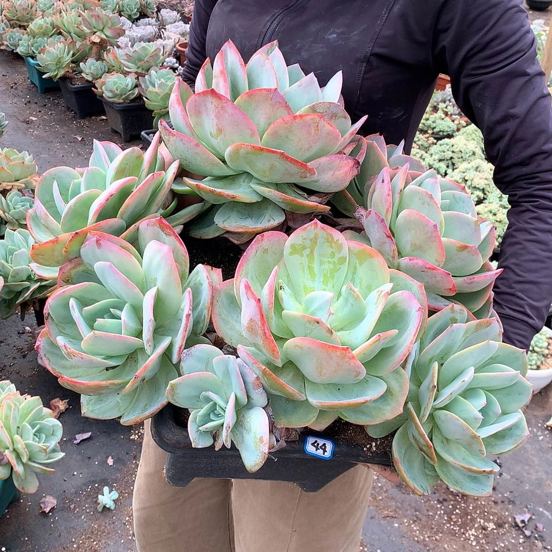 算***狠44凤 一物一拍多肉
