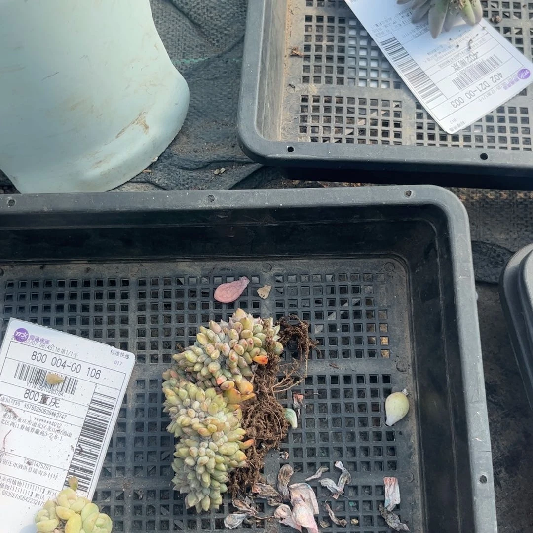 若*多肉植物11111