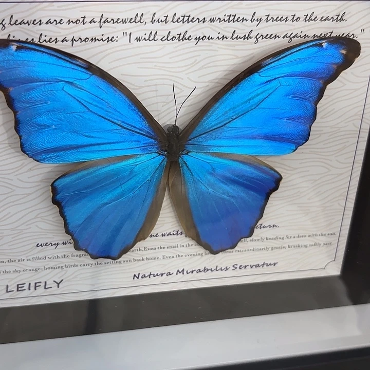 d***d蝴蝶标本定制430@