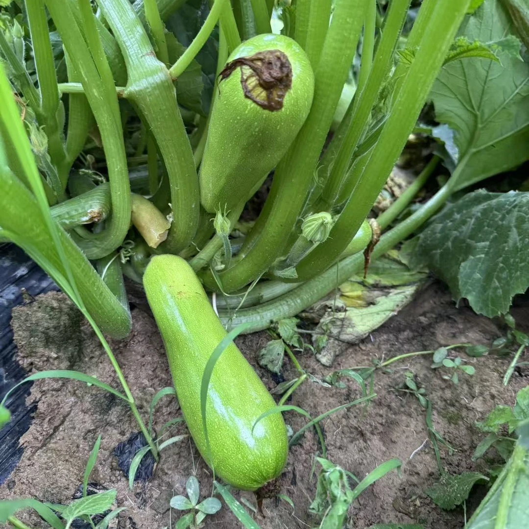 贵州高山露天种植农家生态小瓜 产地新鲜采摘