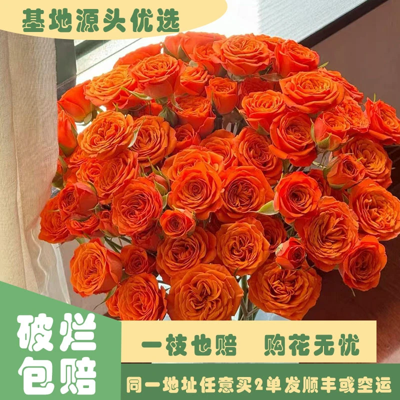 【基地源头优选】 多头橙色芭比玫瑰     任意两单发顺丰或空运