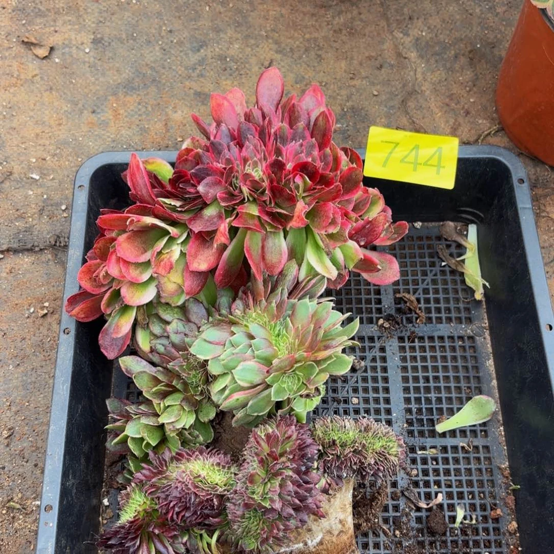 哈哈多肉葡萄福利来744