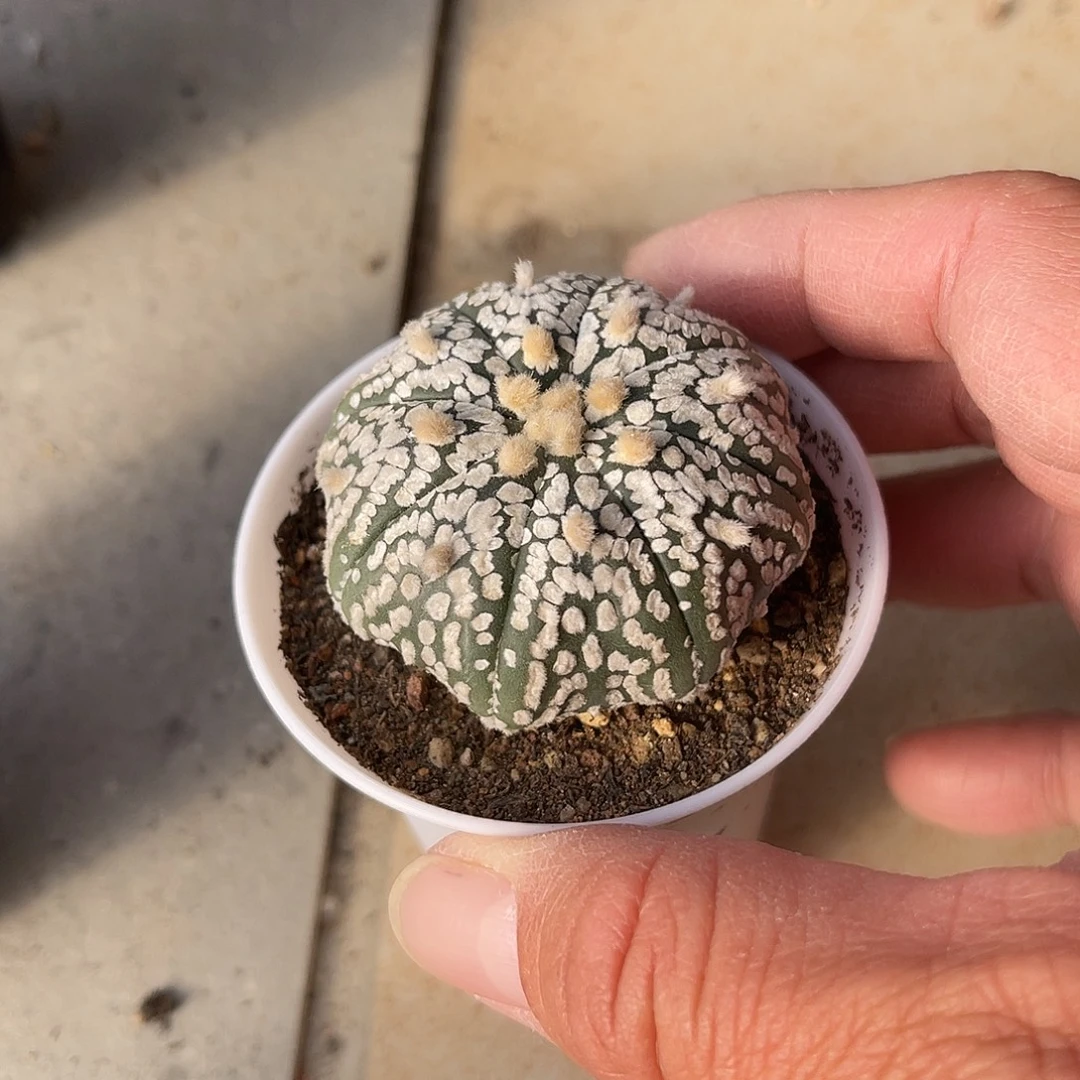 实生八爪鱼海星超兜一物一拍