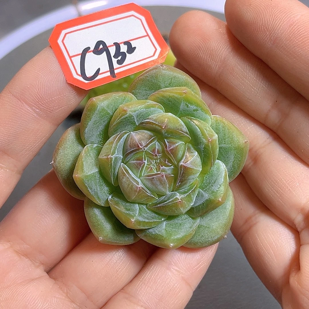 C932 一物一拍 波清波