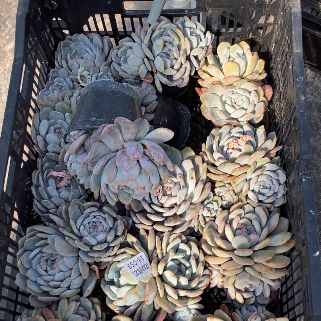 小梦露3颗一组随机发货