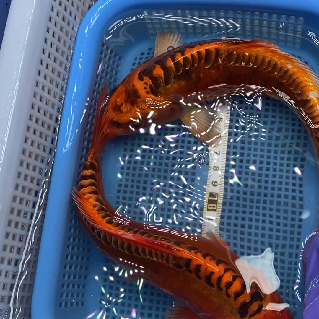 锦鲤冷水锦鲤包邮