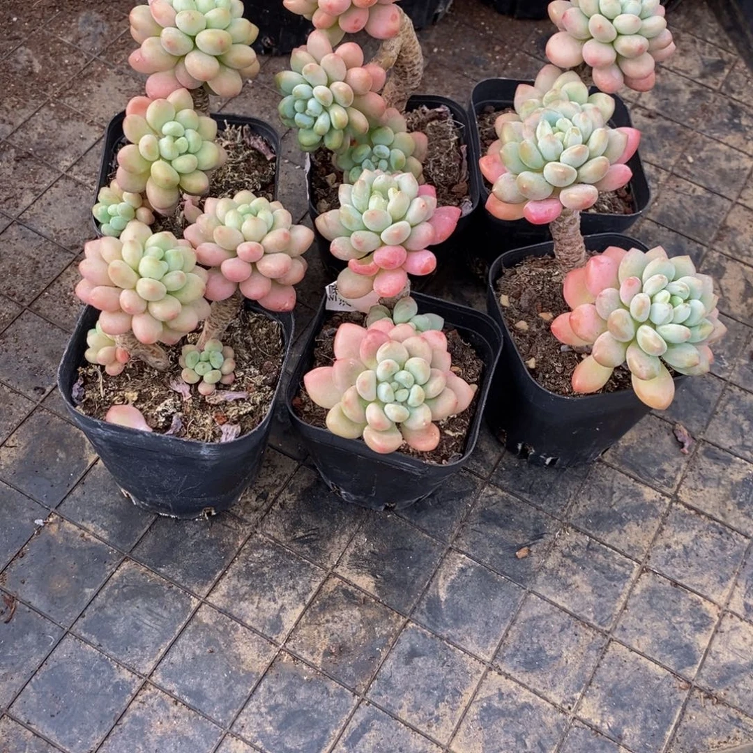 苹****2425鱼子酱6颗多肉植物