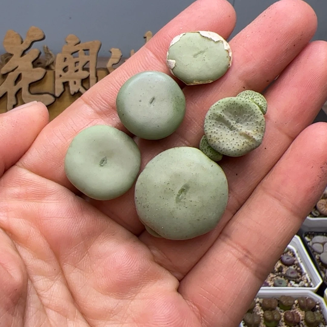 【闪购商品】000000002