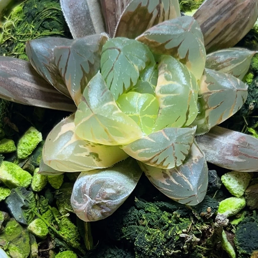 恭喜发财大吉大利730