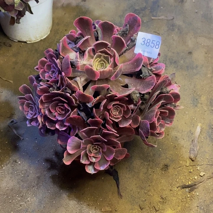 凤冠多肉断头不包3858