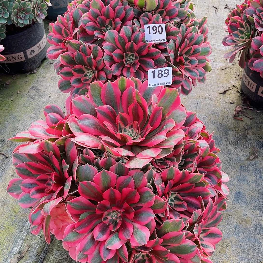 无花朵爱**艺多肉植物组合189