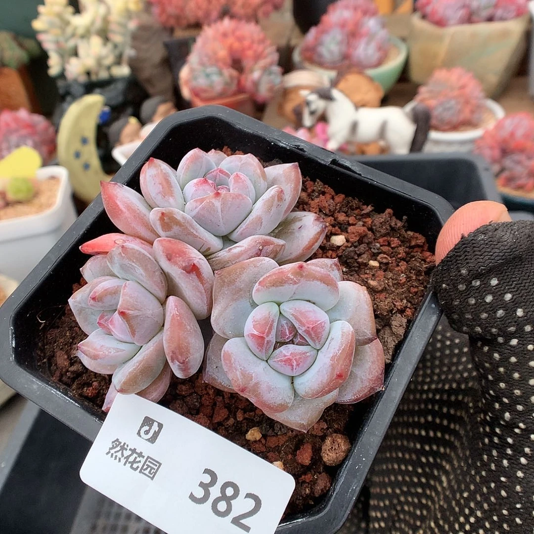 382星影多肉植物666