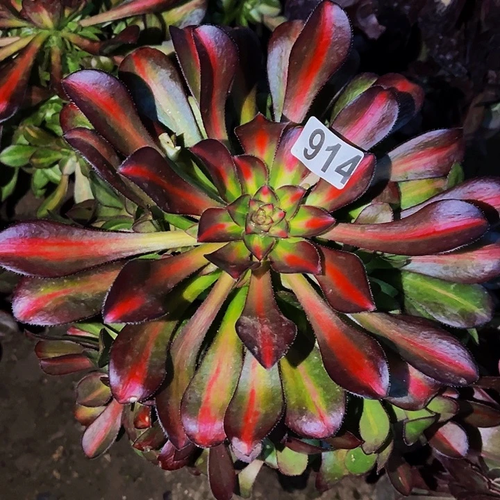 914晚霞宽锦多肉植物处理不售后