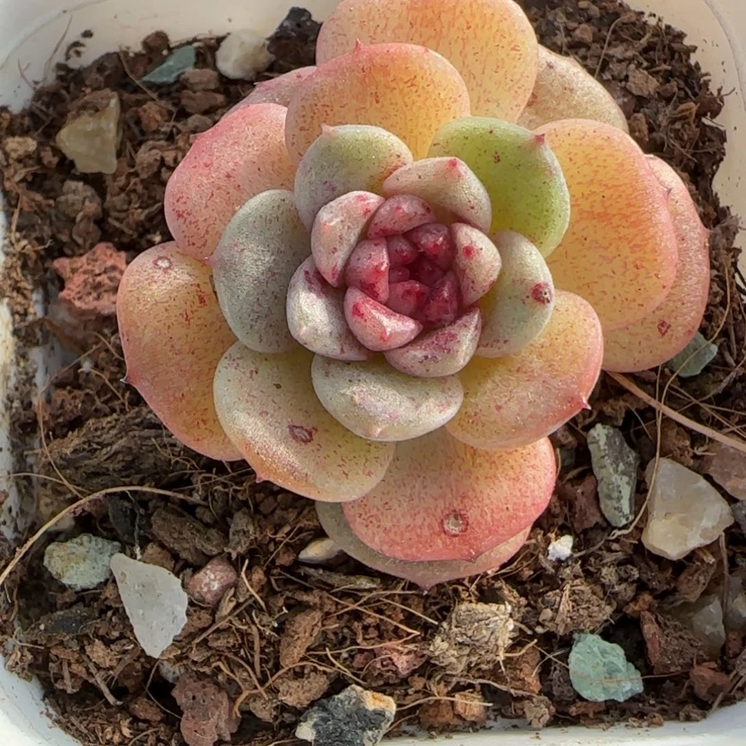 小卡拉米糖心一物一拍