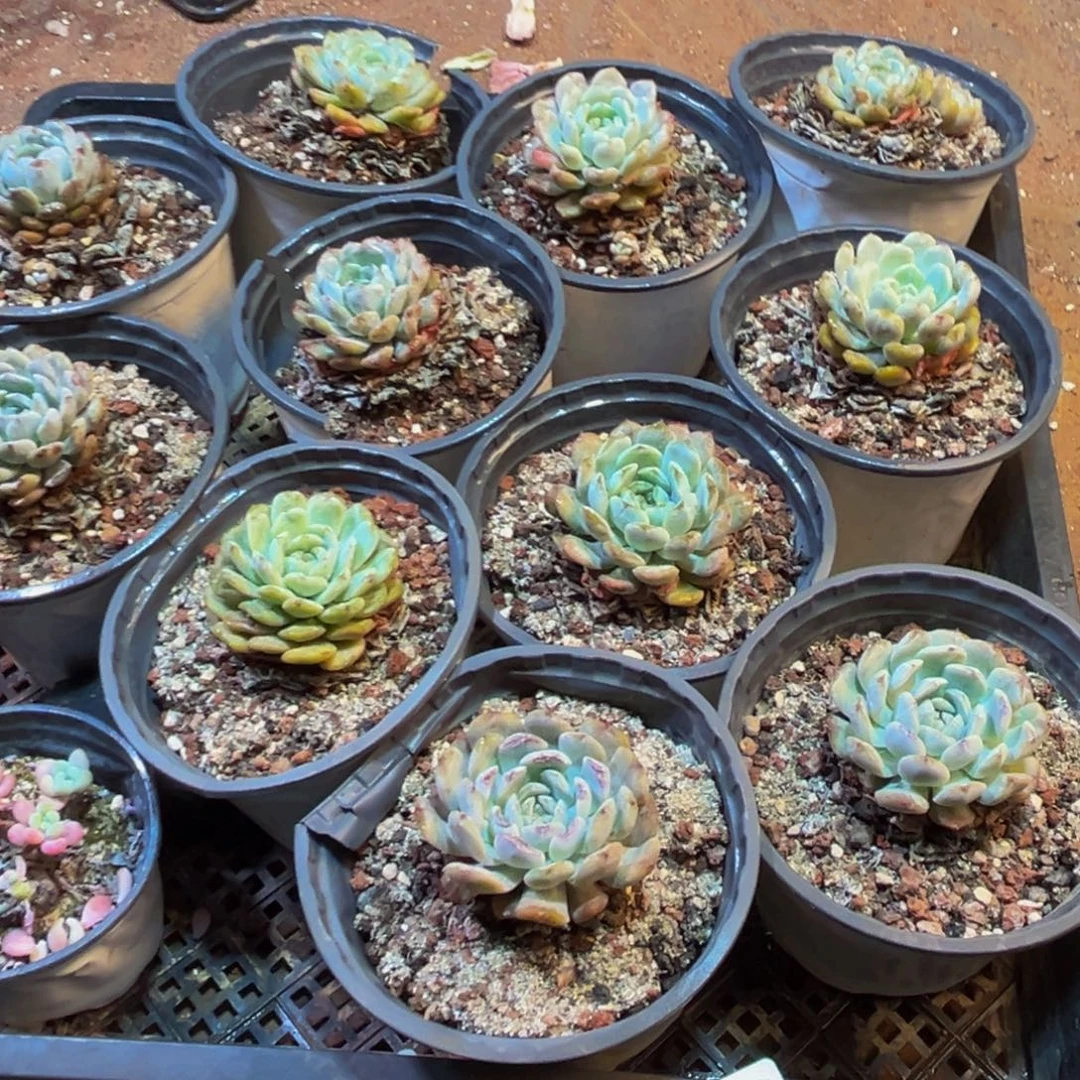 050大热天大雾天气持续