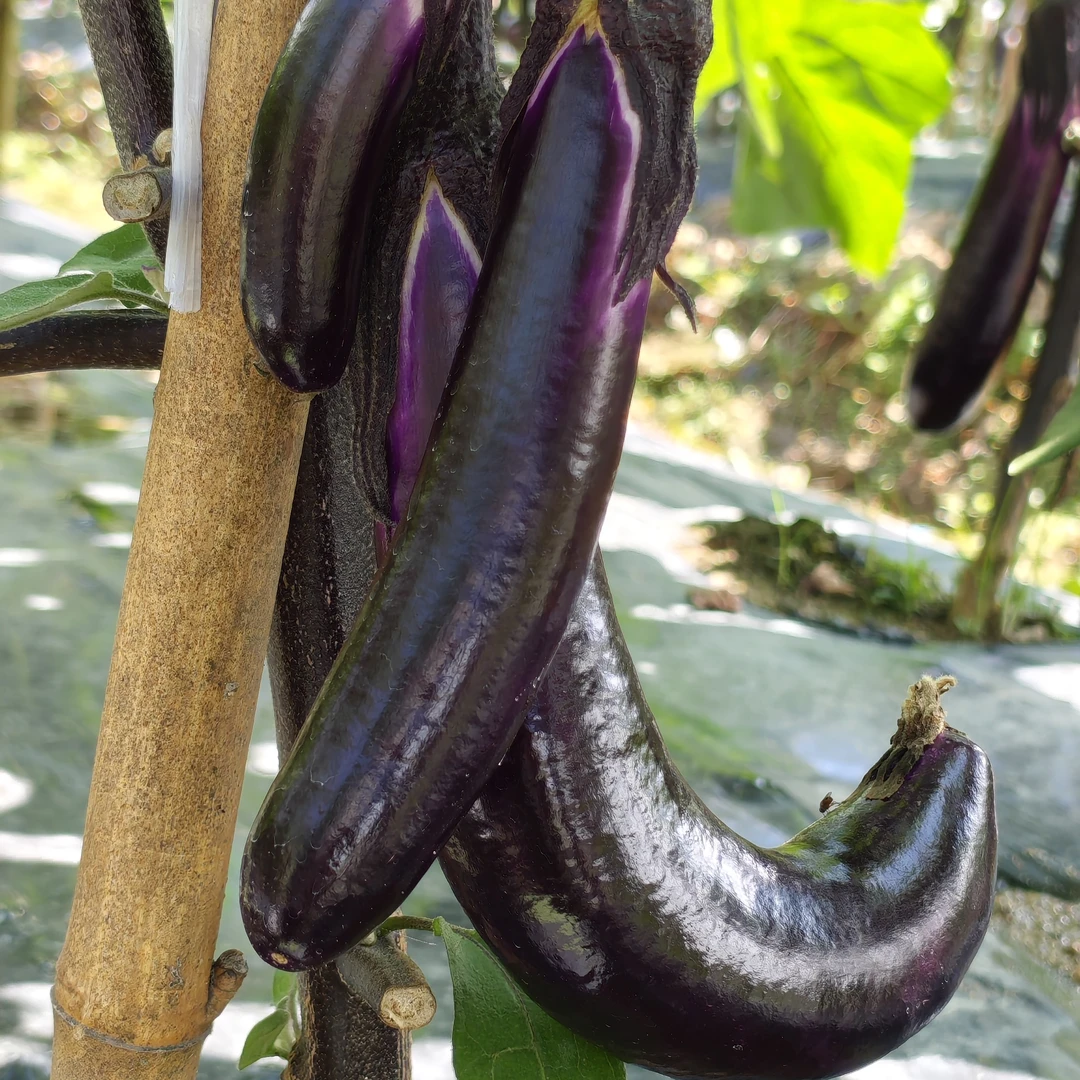 大湖当季紫皮茄子新鲜现摘现发