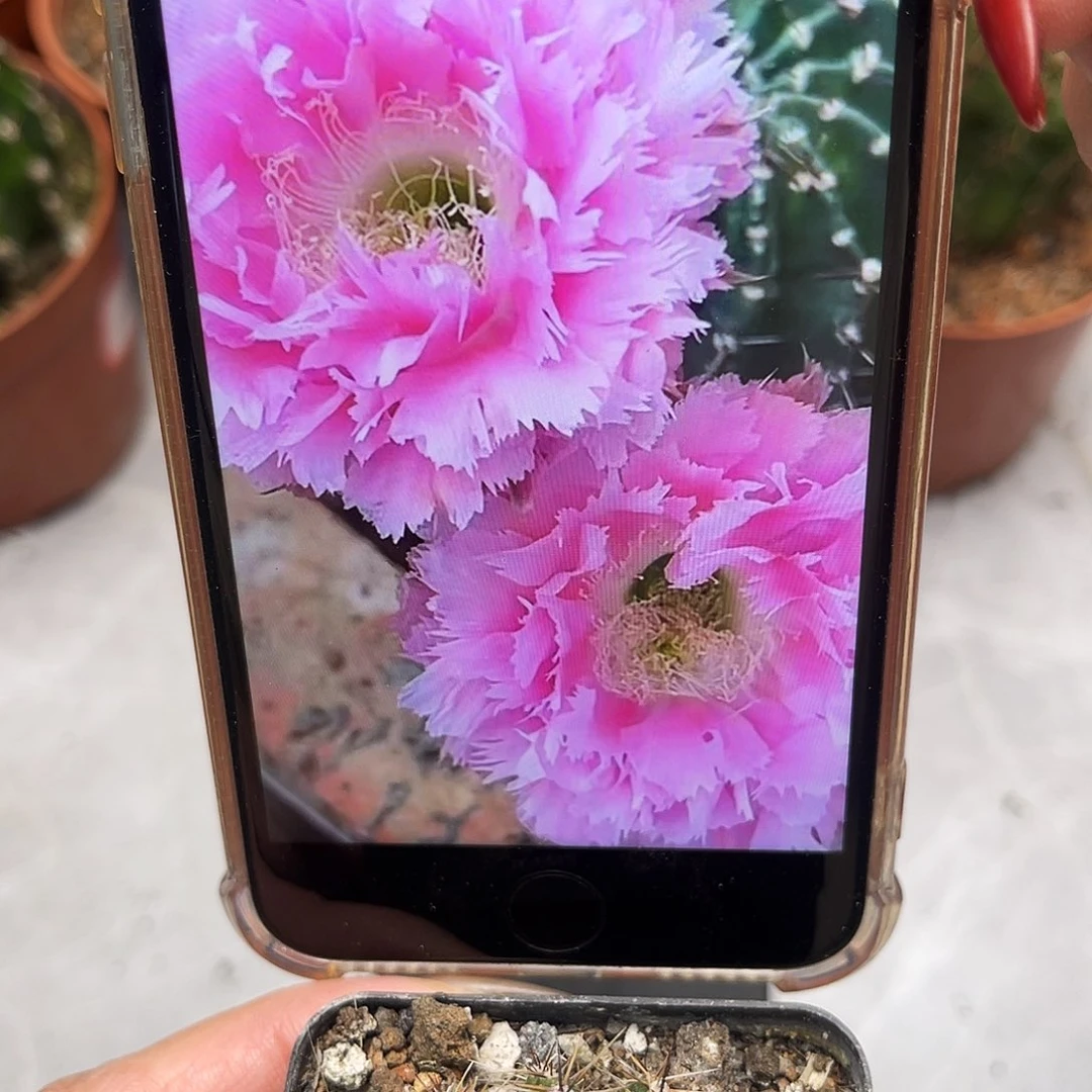 彩草3号羽毛带根3公分左右