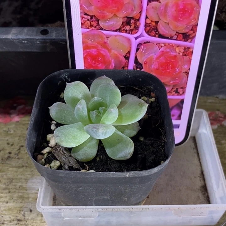 上盆红琥珀一个多肉