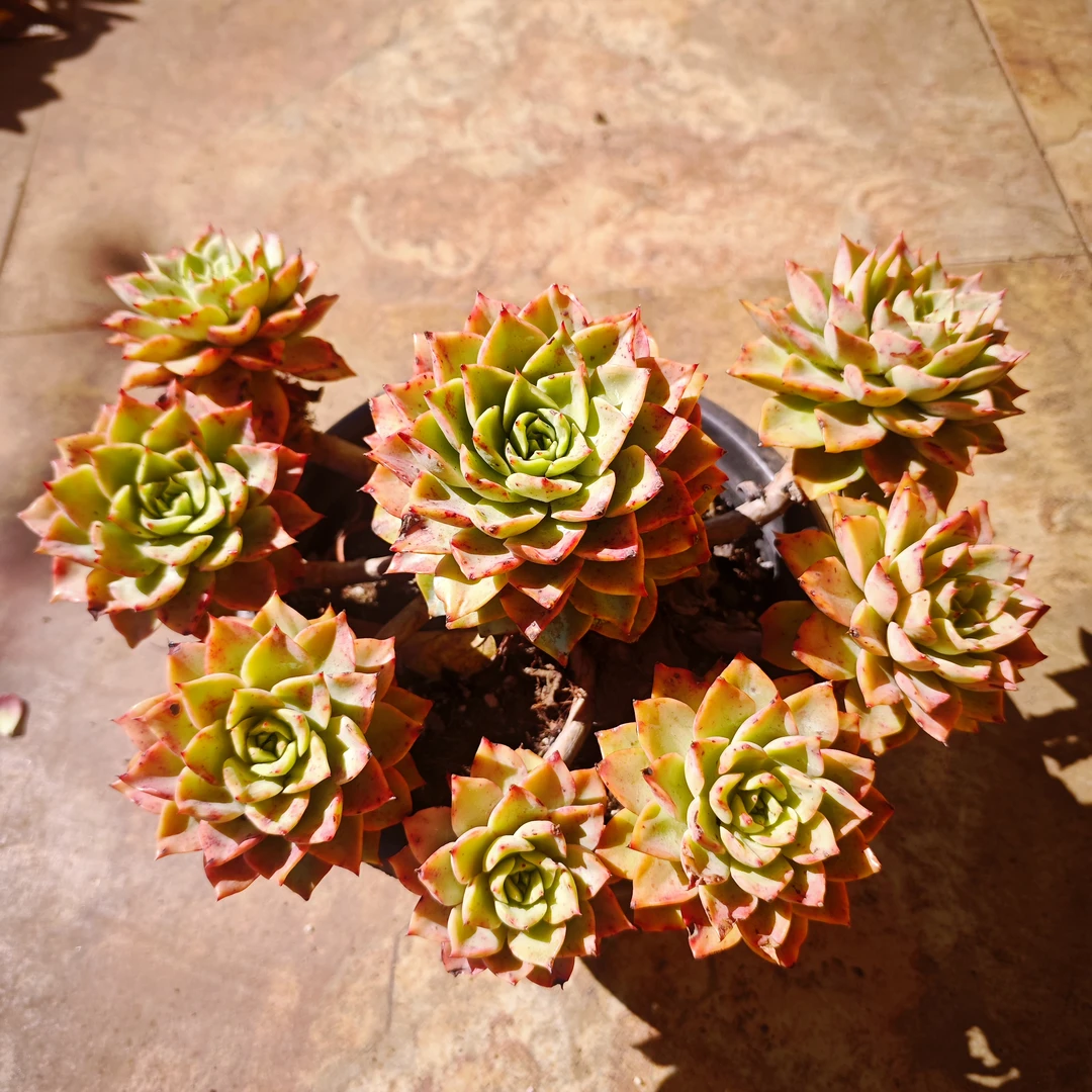 贝拉多娜230#云大A2露 星月多肉 新手必备好看好养一单包邮