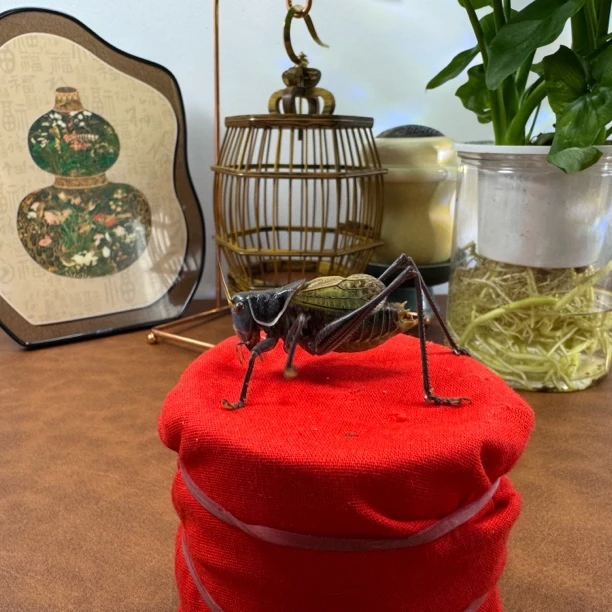 大剑严选 天津直发铁皮蝈蝈（优）铁蝈蝈（包活不包残不包触须 爪花）