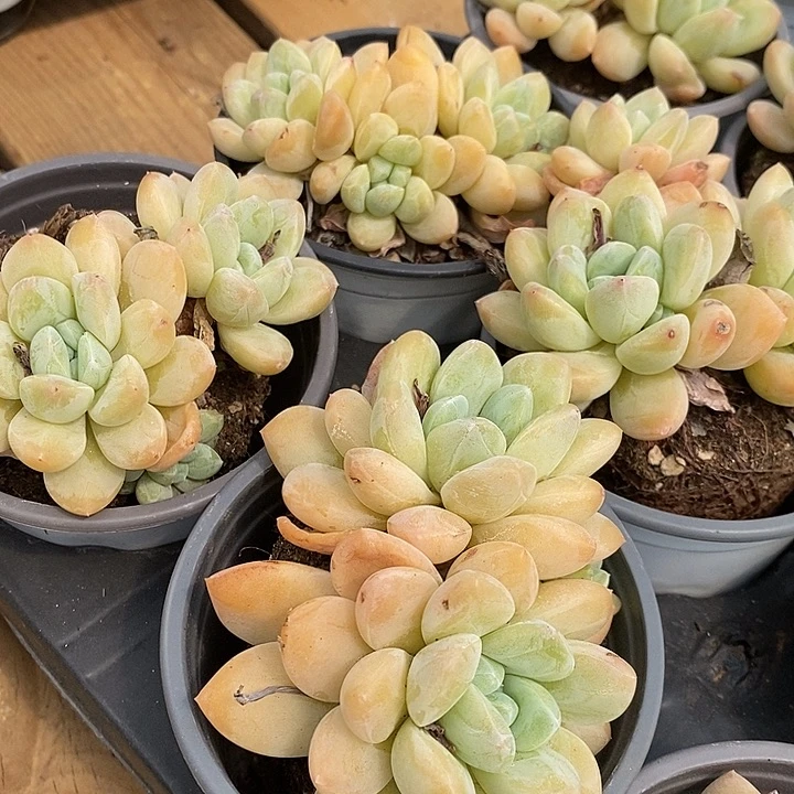 香玉福利多多去拍吧