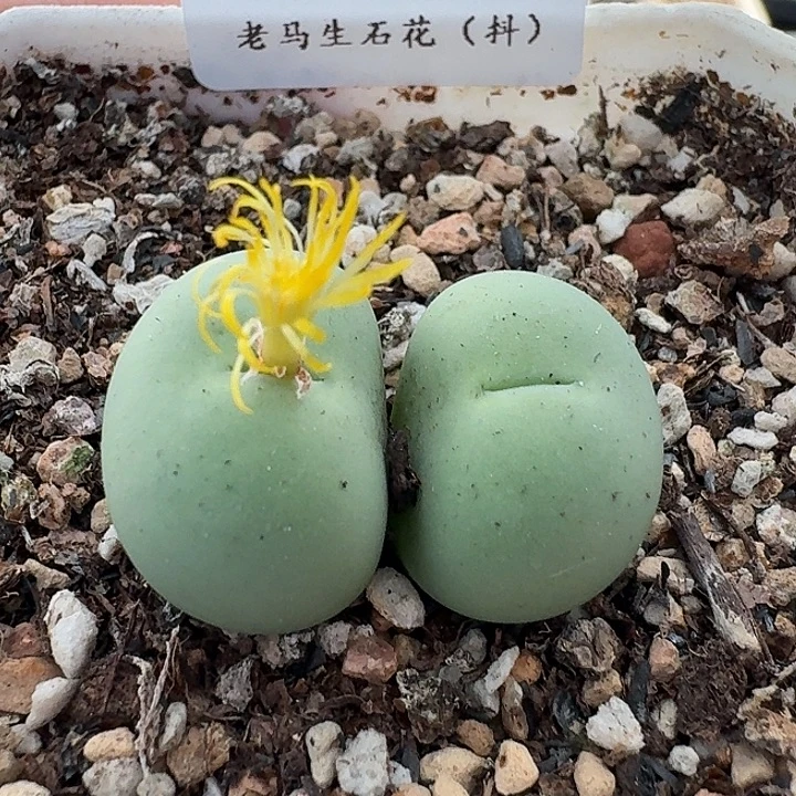 老马生石花双头鸽子蛋1824