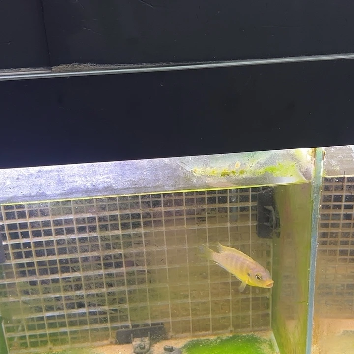 乔***斐慈鲷黄腹龙王齐威岩