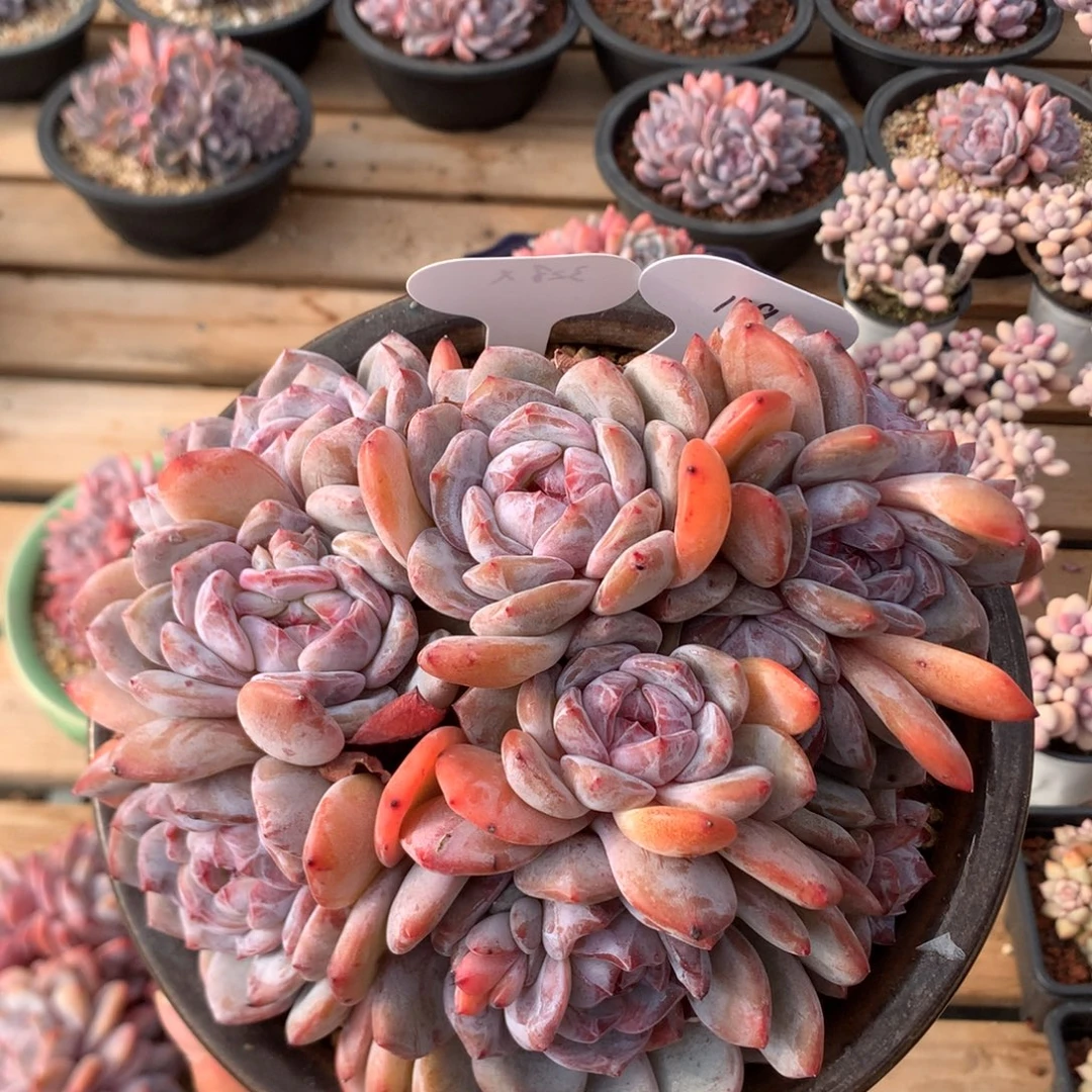 18厘米11头有砍石榴籽 霸气十足119