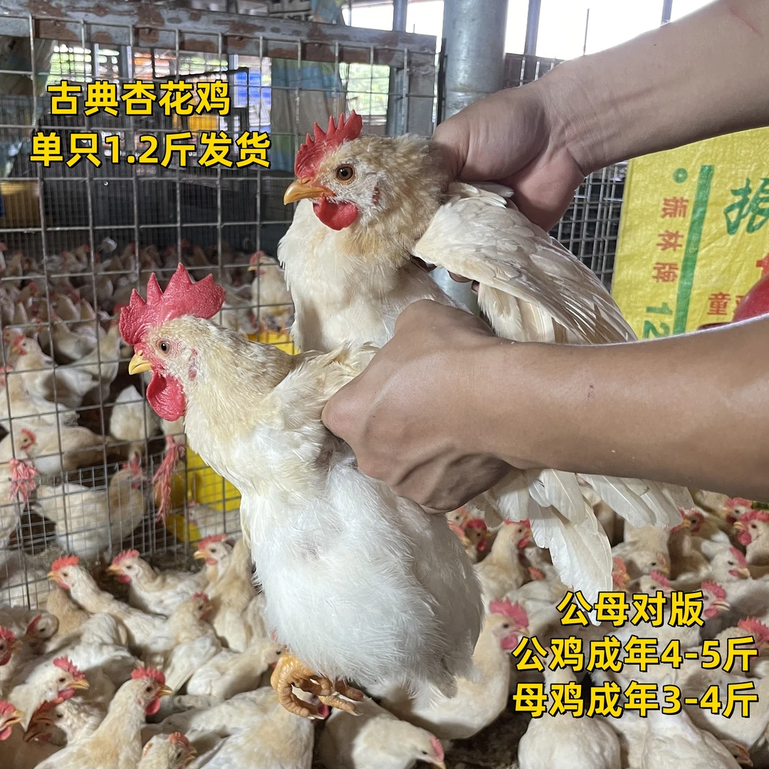 4只装（单只1斤到手）古典杏花鸡活体宠物鸡