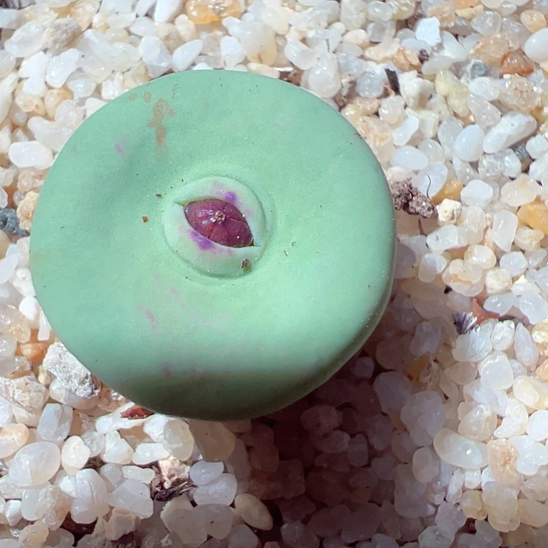 625-517多肉dows嘴