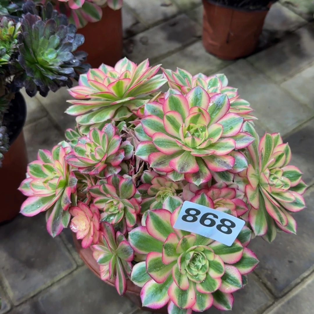 多肉植物868倾城 法师