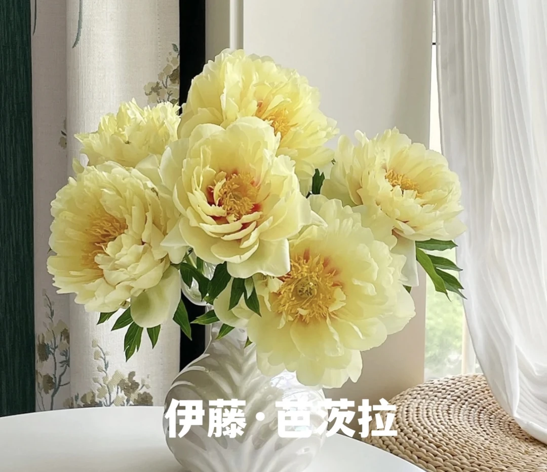芭茨拉 伊藤系列牡丹品种