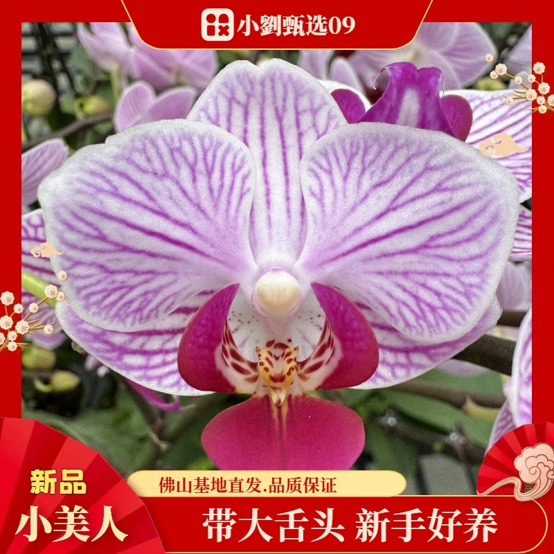 【小美人09】精美蝴蝶兰花卉盆栽佛山基地批发直播次日达（奥利奥）