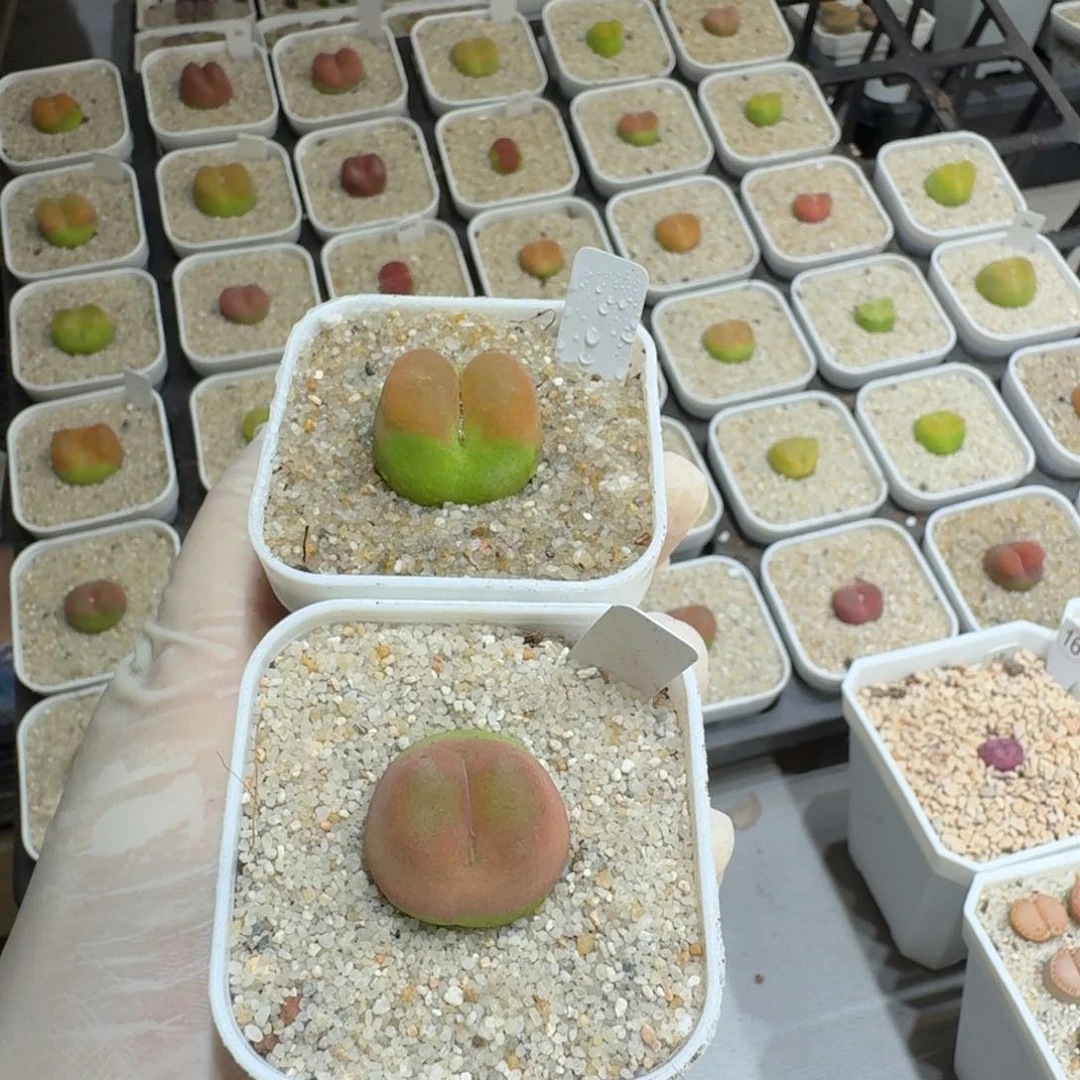 R***x0701:26蟠桃蟠桃蟠桃