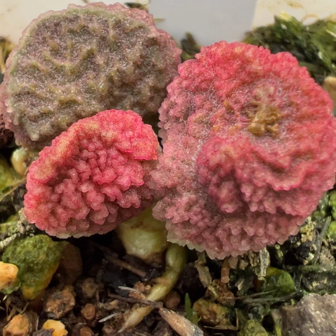 实生新品多肉植物水泡多肉植物