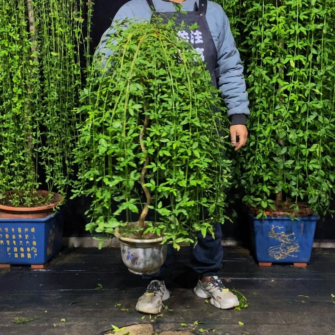 探春花，一物一拍，
