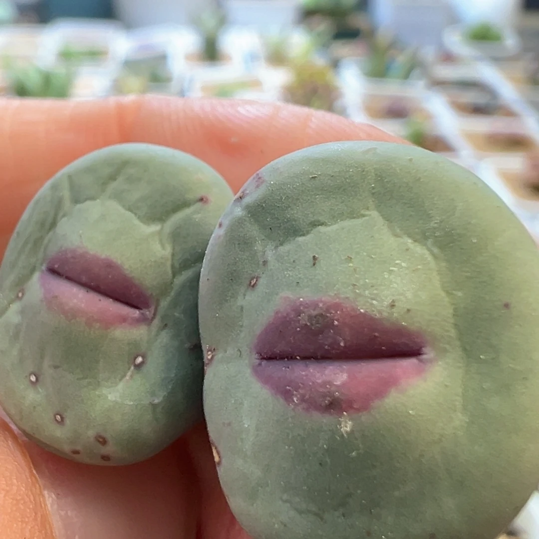 dows嘴母本 肉锥植物