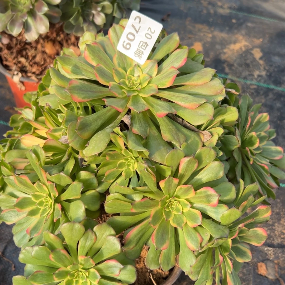 709粉美姬，多肉法师