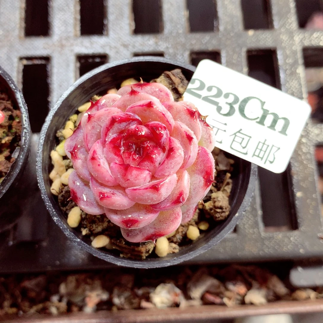 5厘米盆精控多肉223